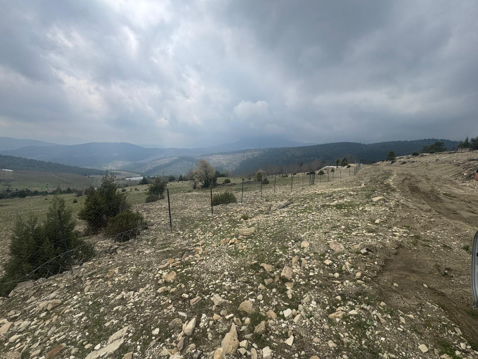TOROSLAR KIZILBAĞ EVCİLİDE KİRAZ BAHÇESİ