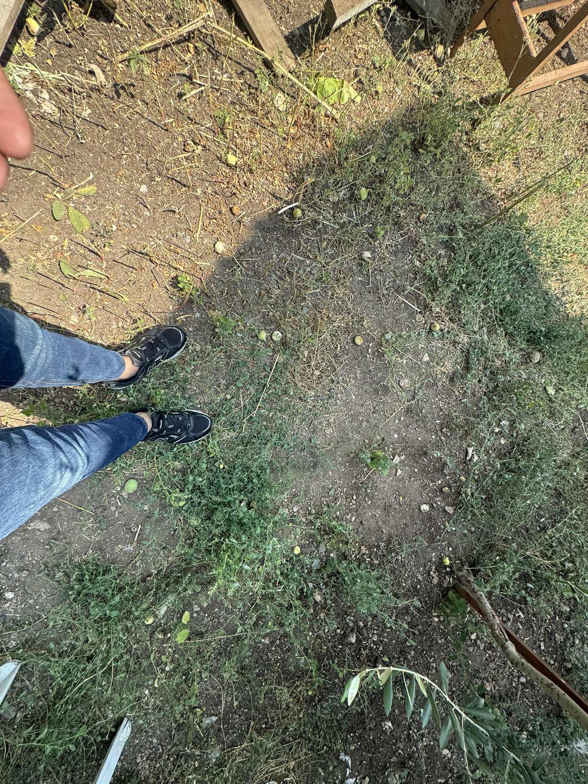 Değirmençay 2 katlı satılık müstakil karışık meyve ağaçları